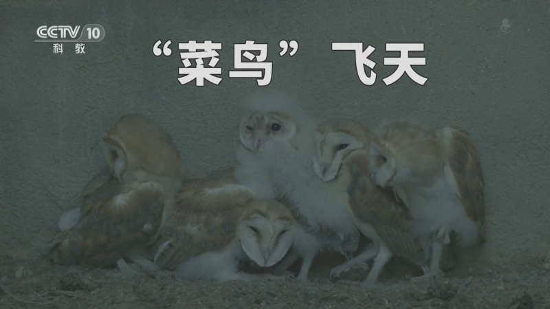 《自然传奇》 20260325 “菜鸟”飞天