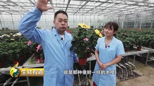 生财有道 《生财有道》 20190925 河南鄢陵：花木兴 百业兴