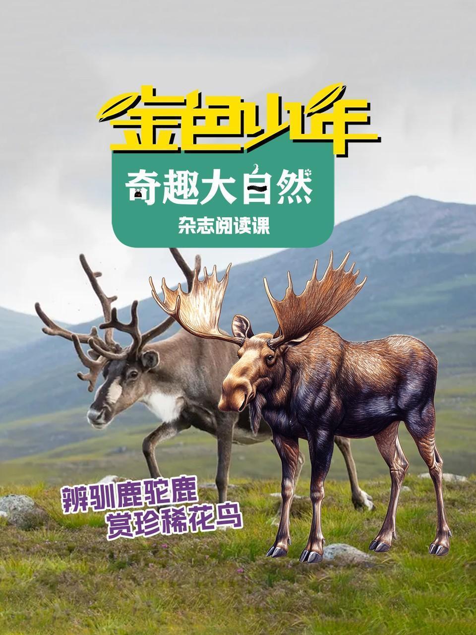 金色少年奇趣大自然：辨驯鹿驼鹿，赏珍稀花鸟