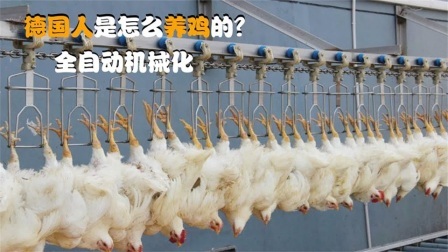 机械控 德国人是怎么养鸡的？全自动机械化，这样的机器靠谱吗