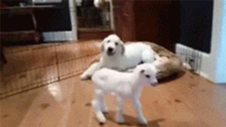 猿创精选 狗子对着小羊疯狂抖音 小羊脸上写满了