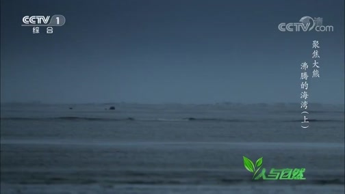 人与自然 《人与自然》 20200129 聚焦大熊——沸腾的海湾（上）