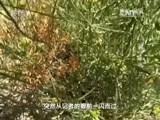 地理中国 《地理中国》 20160519 奎屯奇峡（上）