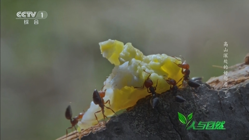 人与自然 《人与自然》 20250109 高山深处的好邻居（下）