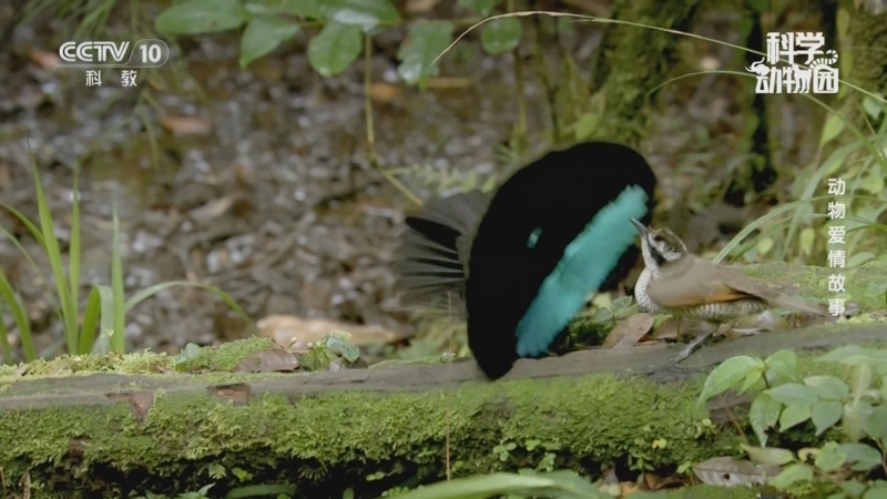 《科学动物园》 20250923 动物爱情故事