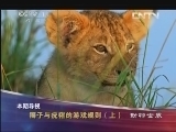 动物世界 《动物世界》 20130512 狮子与疣猪的游戏规则（上）