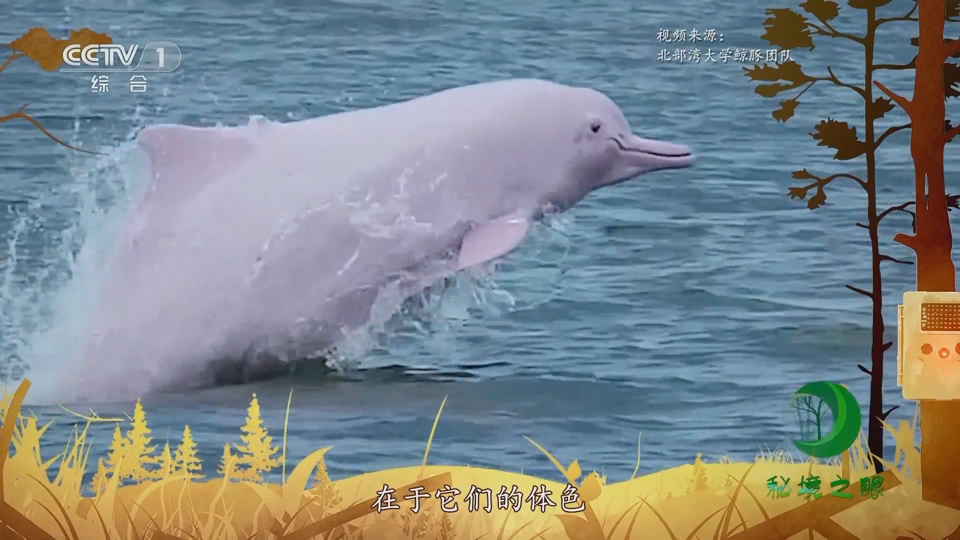 秘境之眼 《秘境之眼》 中华白海豚 20230814