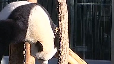 城市直通车 下雪降温 动物过冬有妙招