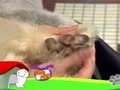 狗狗日记 第242天 贵妇狗spa