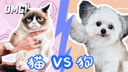 你喜欢狗还是猫