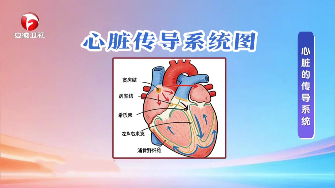 当心脏按下“慢放键”