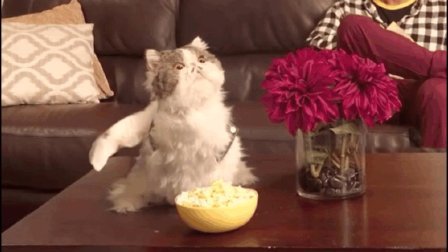 猫男AaronsAnimals 第一季 不要随便让猫咪看电影 万万没想到他竟然跟着《爱宠大机密》学坏了 12
