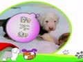 狗狗日记 第17天 走路好好玩