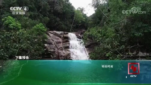 远方的家 《远方的家》 广西崇左白头叶猴国家级自然保护区 石山精灵 白头叶猴 20190123