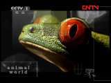 动物世界 《动物世界》 20110903