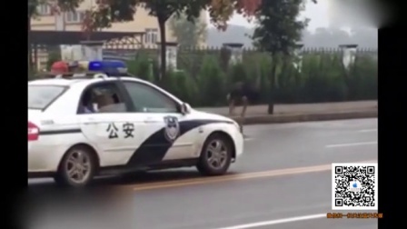 任性鸵鸟驰骋马路 民警饲养员狂追1小时累瘫 160930