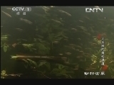 动物世界 《动物世界》 20131007 大水獭的奇幻漂流