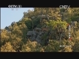 动物世界 《动物世界》 20140328 捕猎场上的较量（三）