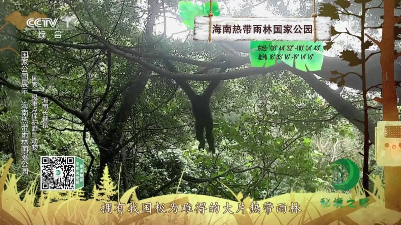 《秘境之眼》 海南长臂猿 20211015