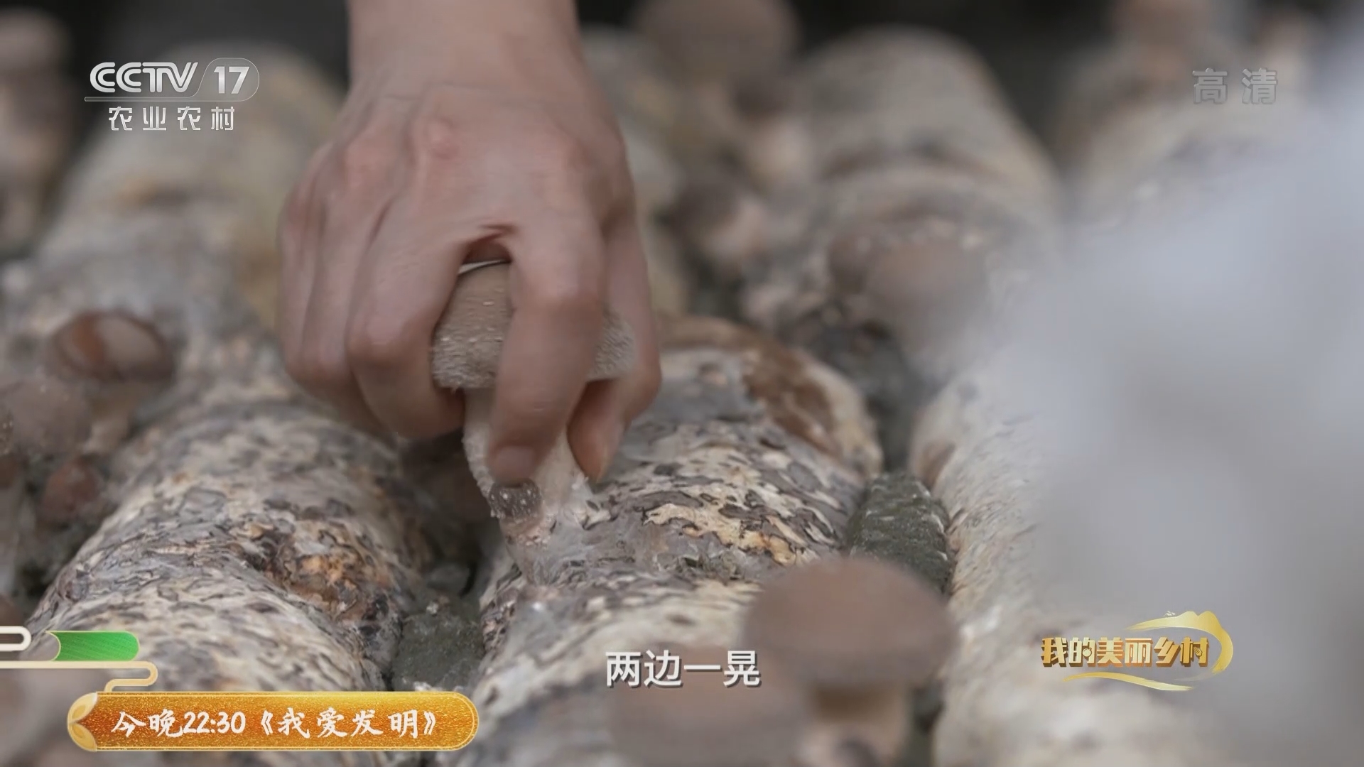 《我的美丽乡村》 20211222 下田村——菇乡的幸福味道