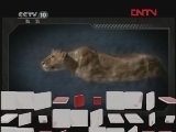 自然传奇 《自然传奇》 20120323 暗夜动物 （六）