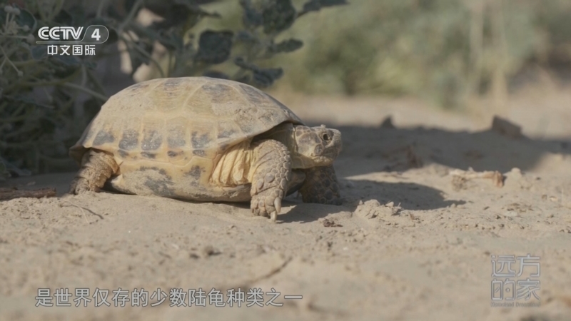 远方的家 《远方的家》 20251218 中国自然秘境 荒漠中的勃勃生机