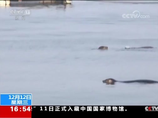 新闻直播间 《新闻直播间》 20181212 16:00