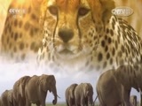 人与自然 《人与自然》 20150704 自然发现：为生存而捕猎——集体捕猎（上）