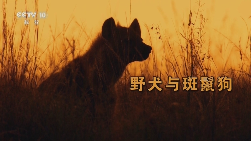 自然传奇 《自然传奇》 20260725 野犬与斑鬣狗