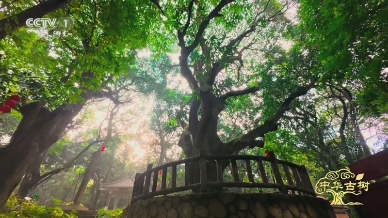 《中华古树》 东莞大王山古树群