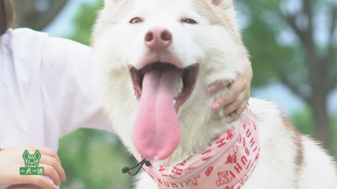夏天我这条汪命都是它给的
