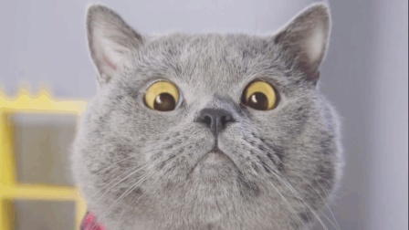 猫男AaronsAnimals 第一季 这只猫简直要成精了 竟试图模仿主人撩妹 03