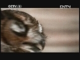 动物世界 《动物世界》 20120708