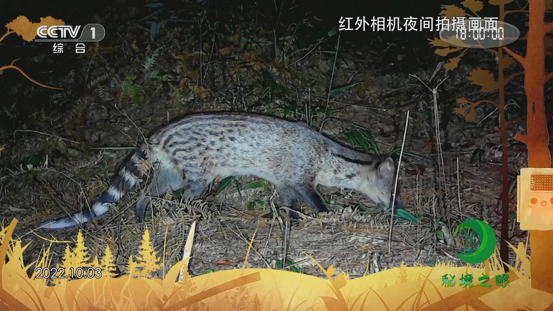 秘境之眼 《秘境之眼》 小灵猫 20231212