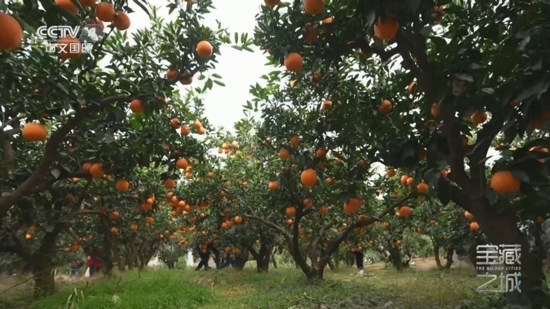 《远方的家》 20260212 宝藏之城 天府公园 古邑新韵