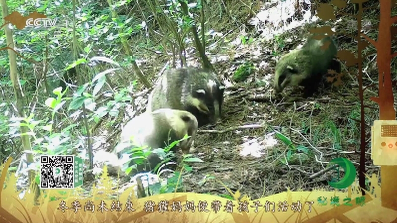 秘境之眼 《秘境之眼》 猪獾 20220414