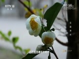 地理中国 《地理中国》 20180215 山河春色·花满神州