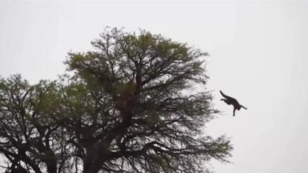 非洲野猫被捕猎者追杀纵身从15米高树梢跳下