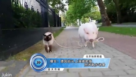 蓝天娱乐快报 2016 7月 爆笑 德国街头上演猪牵猫悠闲散步场景 160707