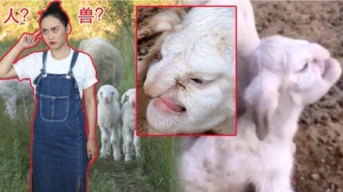 囧闻一箩筐 吓尿！母羊产下人脸羊宝宝