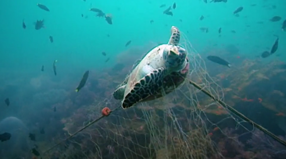 Horizon Death Of The Oceans