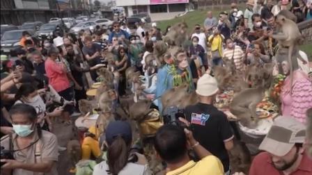 “大师兄狂喜”，泰国猴子节请猴子吃自助餐