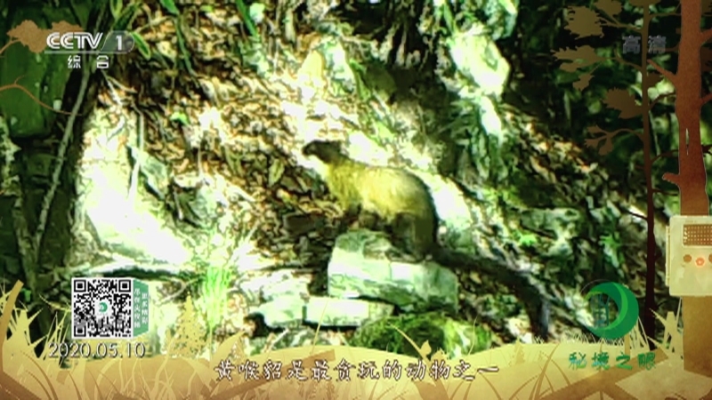 秘境之眼 《秘境之眼》 黄喉貂 20220623