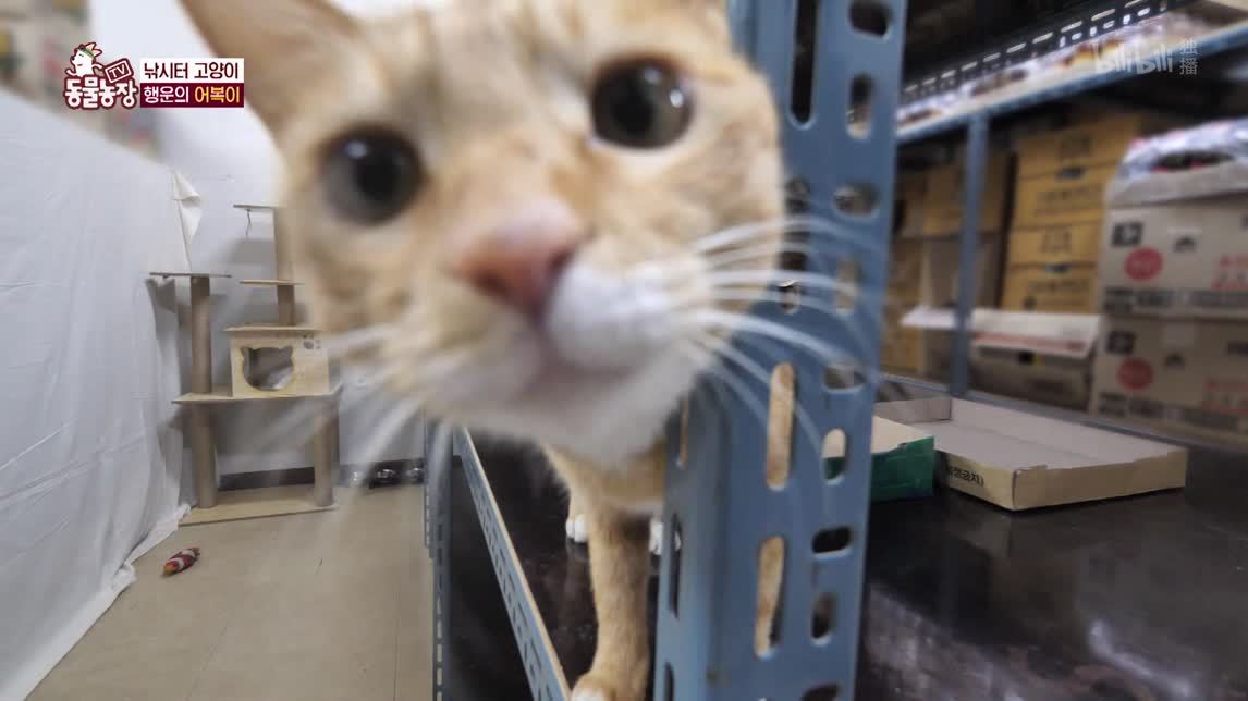 猫猫鱼福