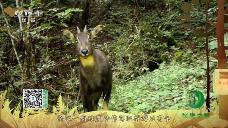《秘境之眼》 中华斑羚 20210317