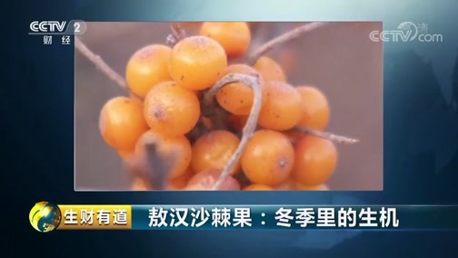 生财有道 《生财有道》 20181226 敖汉沙棘果：冬季里的生机