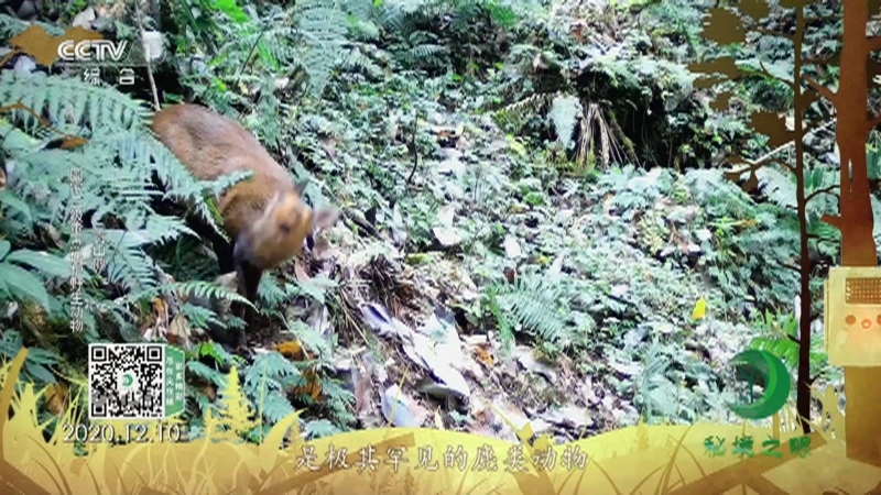 秘境之眼 《秘境之眼》 白眉长臂猿/贡山麂/白尾梢红雉/缅甸斑羚 20230423