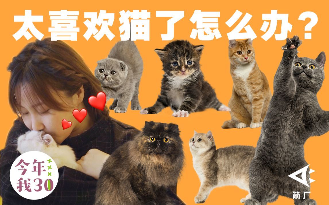 太喜欢猫了怎么办？养猫当孩子的丁克年轻人都在想什么？