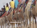 致富经 《致富经》 20150817 沙漠中的骆驼财富