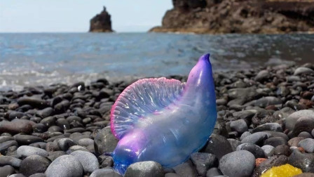 半岛奇闻 世界上10种最毒的海洋生物！